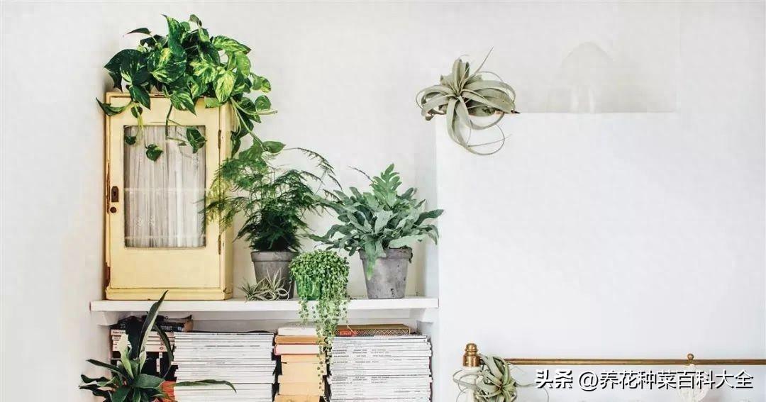 <strong>非常適合養(yǎng)辦公室桌面上的5種盆栽綠植，葉子翠綠，可舒緩壓力</strong>