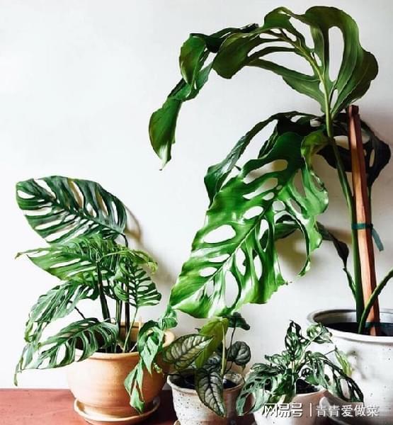 室內(nèi)養(yǎng)什么花合適_合適室內(nèi)養(yǎng)花的植物_合適室內(nèi)養(yǎng)花有哪些