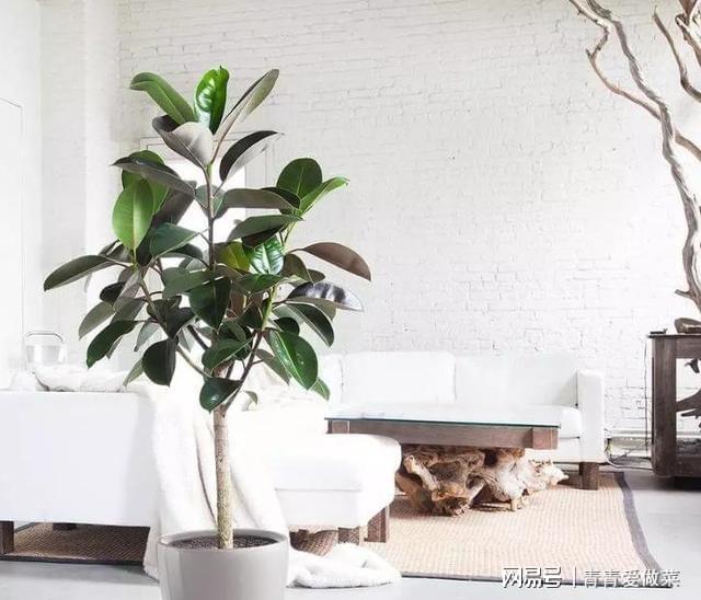 合適室內(nèi)養(yǎng)花的植物_合適室內(nèi)養(yǎng)花有哪些_室內(nèi)養(yǎng)什么花合適