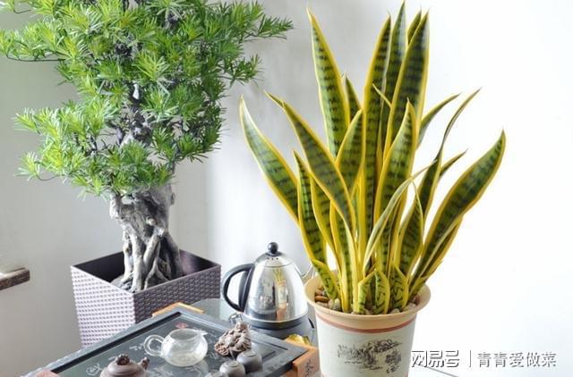 室內(nèi)養(yǎng)什么花合適_合適室內(nèi)養(yǎng)花有哪些_合適室內(nèi)養(yǎng)花的植物