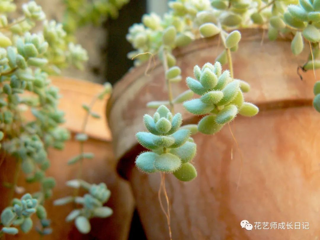 多肉剪下來(lái)的花劍怎么繁殖_多肉花劍剪了又長(zhǎng)_多肉剪花劍是從根剪嗎