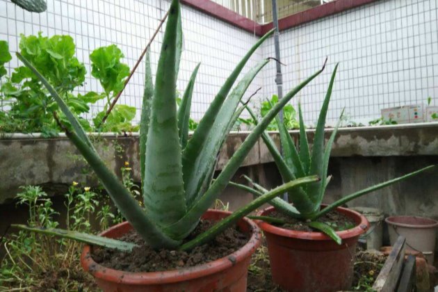 北方室外過冬花卉_花卉室外北方冬養(yǎng)天天澆水嗎_冬天北方室外養(yǎng)的花卉