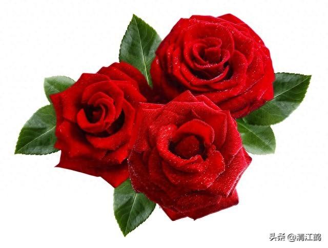 送戀人花束賀卡怎么寫_送戀人的花_送戀人花束賀卡