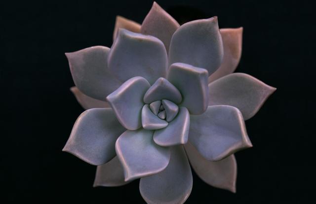 水晶多肉植物_紫水晶多肉_紫水晶多肉植物