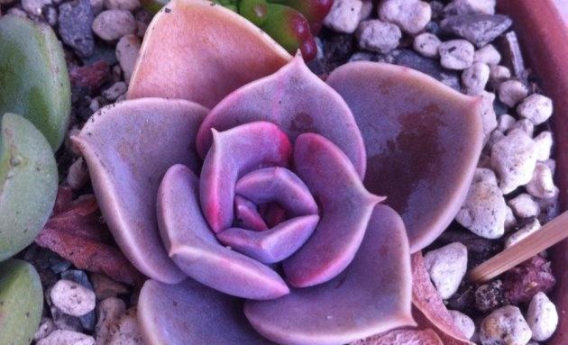 水晶多肉植物_紫水晶多肉_紫水晶多肉植物