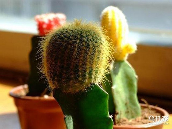 辦公室養(yǎng)花發(fā)朋友圈說說_辦公室養(yǎng)花_辦公室養(yǎng)花風(fēng)水大忌