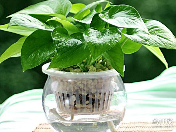 辦公室養(yǎng)花風(fēng)水大忌_辦公室養(yǎng)花_辦公室養(yǎng)花發(fā)朋友圈說說