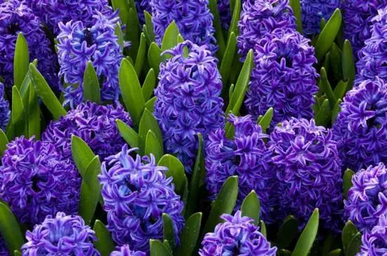 紫色的花有哪些及花名，美女櫻紫色壯觀暖心花期最長