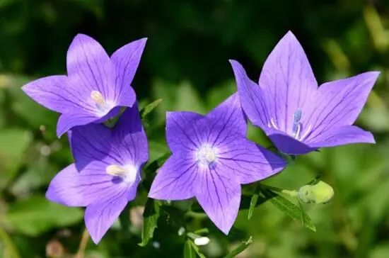 藍(lán)色花卉大全花名_花卉大全藍(lán)色花名有哪些_藍(lán)色的花名稱大全