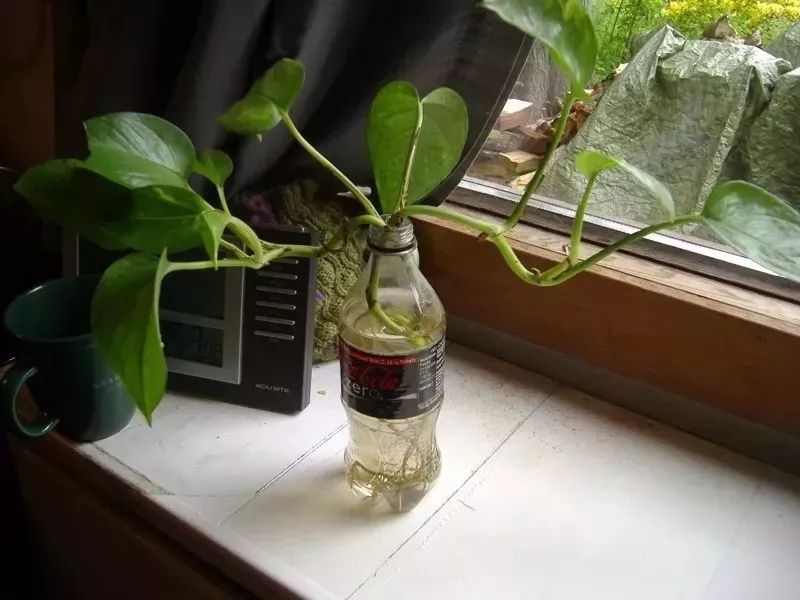 家庭養(yǎng)大型的綠植物好_家里養(yǎng)大型綠植好嗎_適合家里養(yǎng)的大型綠植有哪些