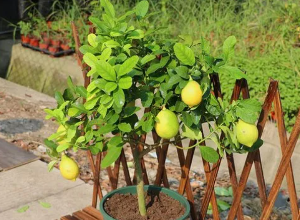 檸檬盆栽養(yǎng)樹怎么養(yǎng)_檸檬樹盆栽怎么養(yǎng)_檸檬盆栽養(yǎng)樹好不好