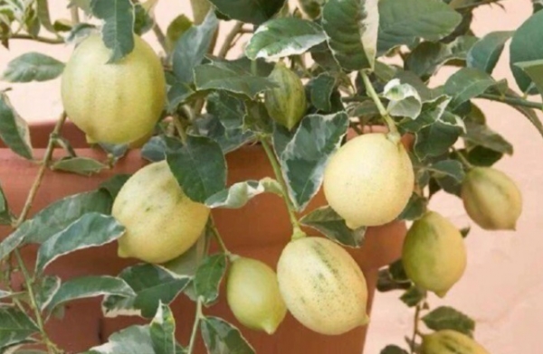 檸檬盆栽養(yǎng)樹怎么養(yǎng)_檸檬樹盆栽怎么養(yǎng)_檸檬盆栽養(yǎng)樹好不好