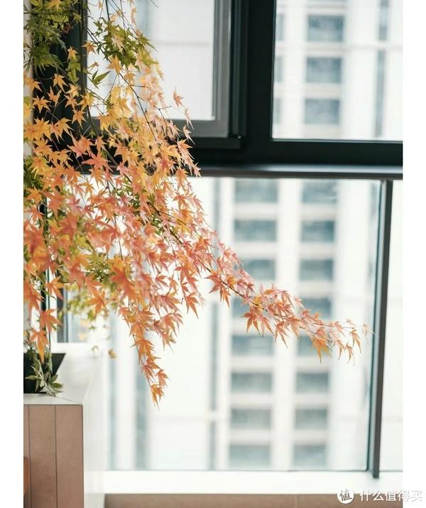 客廳養(yǎng)植物適合家里放什么_家里客廳適合養(yǎng)什么植物_客廳適合養(yǎng)植物好風(fēng)水