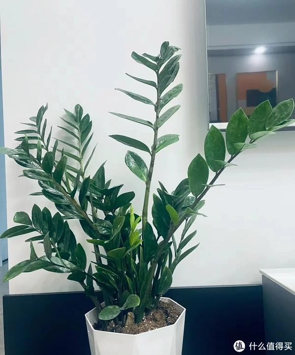 客廳適合養(yǎng)植物好風(fēng)水_客廳養(yǎng)植物適合家里放什么_家里客廳適合養(yǎng)什么植物