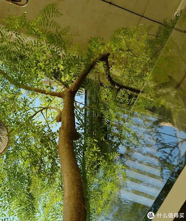 客廳適合養(yǎng)植物好風(fēng)水_客廳養(yǎng)植物適合家里放什么_家里客廳適合養(yǎng)什么植物