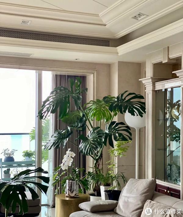 客廳適合養(yǎng)植物好風(fēng)水_家里客廳適合養(yǎng)什么植物_客廳養(yǎng)植物適合家里放什么