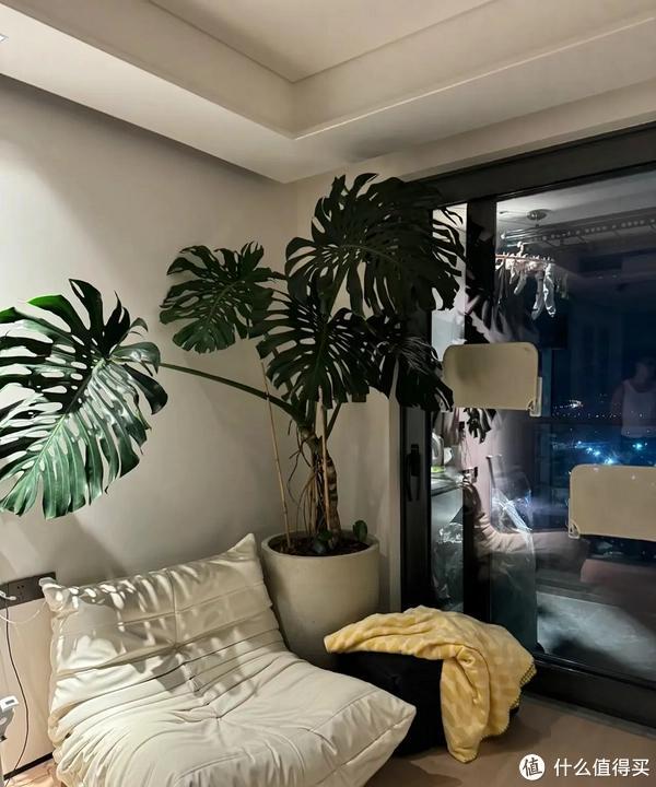 客廳養(yǎng)植物適合家里放什么_家里客廳適合養(yǎng)什么植物_客廳適合養(yǎng)植物好風(fēng)水
