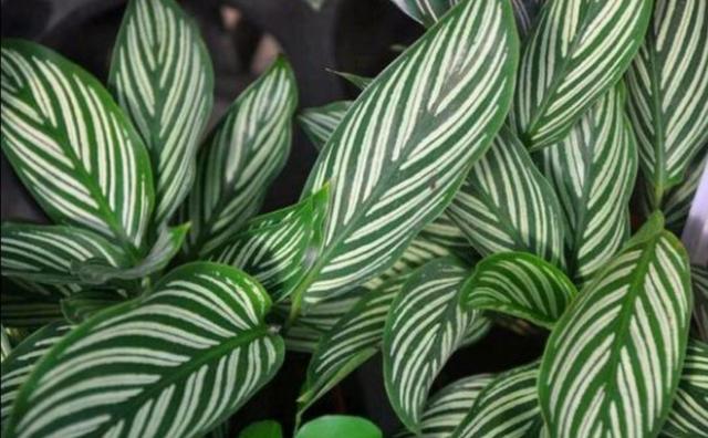 凈化養(yǎng)空氣花家里可以種植嗎_室內(nèi)凈化空氣花_養(yǎng)什么花可以凈化家里空氣