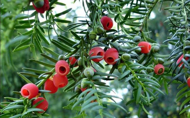 凈化養(yǎng)空氣花家里可以種植嗎_養(yǎng)什么花可以凈化家里空氣_室內(nèi)凈化空氣花