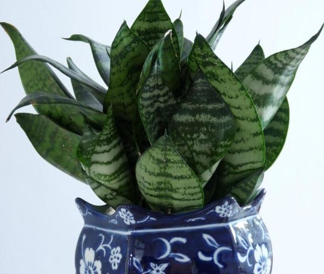 養(yǎng)什么花可以凈化家里空氣_室內(nèi)凈化空氣花_凈化養(yǎng)空氣花家里可以種植嗎