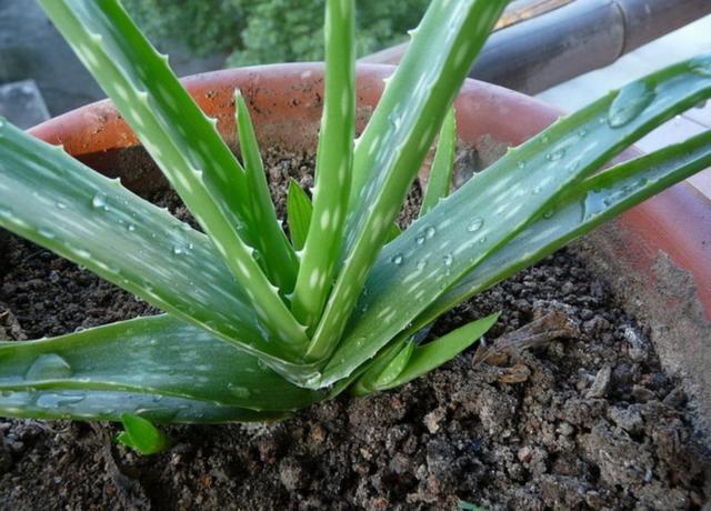 室內(nèi)凈化空氣花_凈化養(yǎng)空氣花家里可以種植嗎_養(yǎng)什么花可以凈化家里空氣