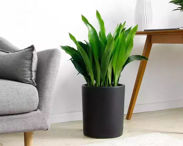 香味綠植排行_香味綠植一抹香_香味綠植