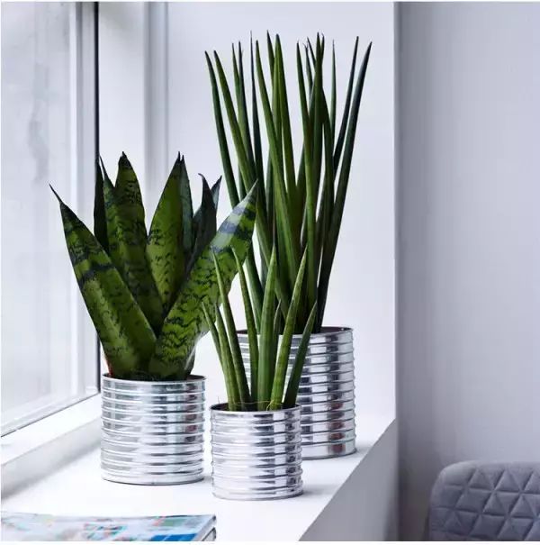 香味綠植一抹香_香味綠植排行_香味綠植