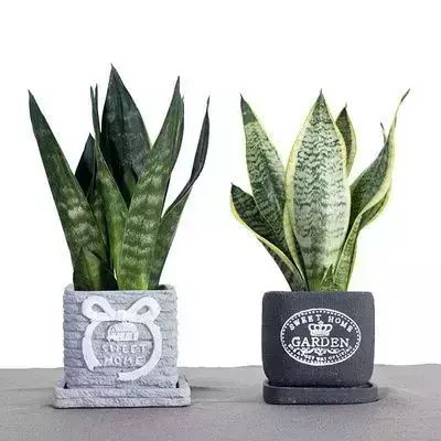 香味綠植排行_香味綠植_香味綠植一抹香