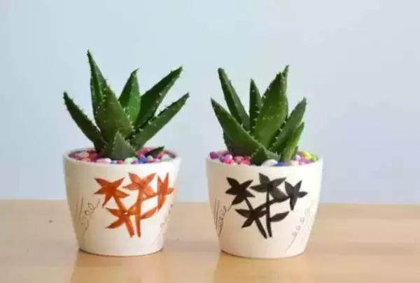 香味綠植一抹香_香味綠植_香味綠植排行