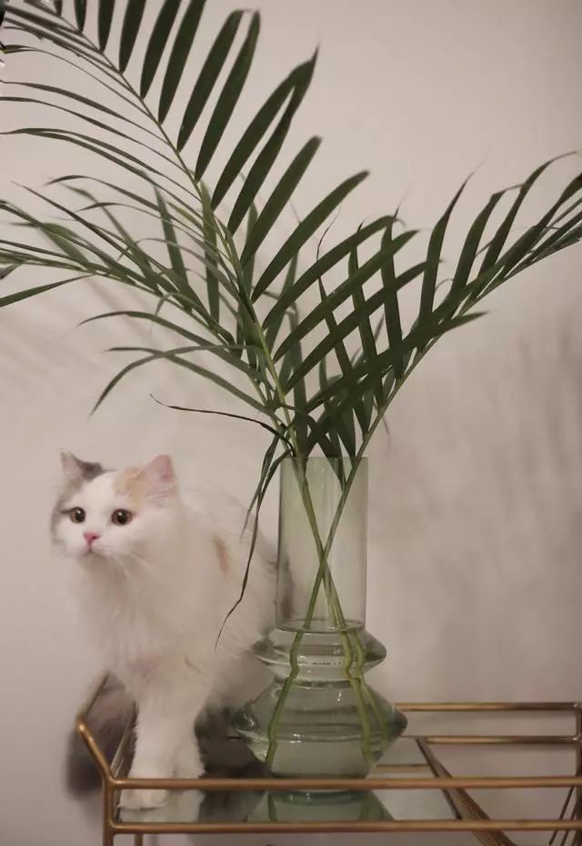 玄關(guān)鞋柜放什么植物好_玄關(guān)鞋柜上放什么綠植好_玄關(guān)鞋柜擺什么花