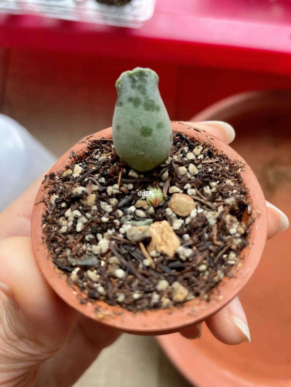 海豹多肉葉插多久發(fā)芽 海豹多肉葉插需多久才能生根發(fā)芽？