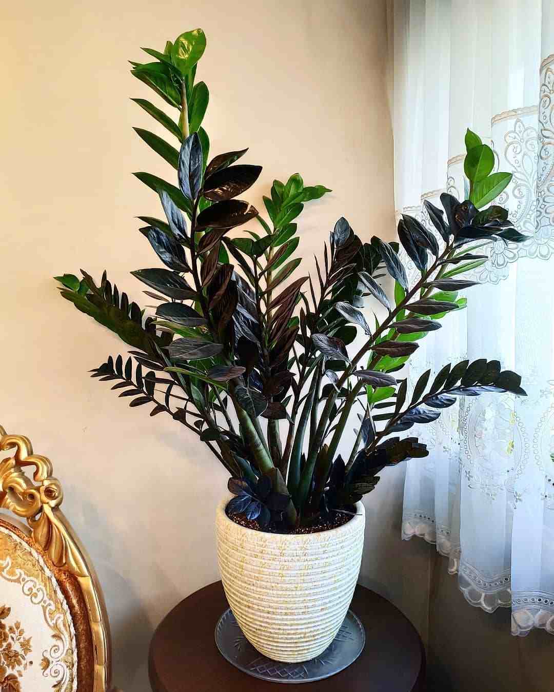 客廳適合擺放綠植_客廳綠植適合放家里嗎_家里客廳適合放什么綠植