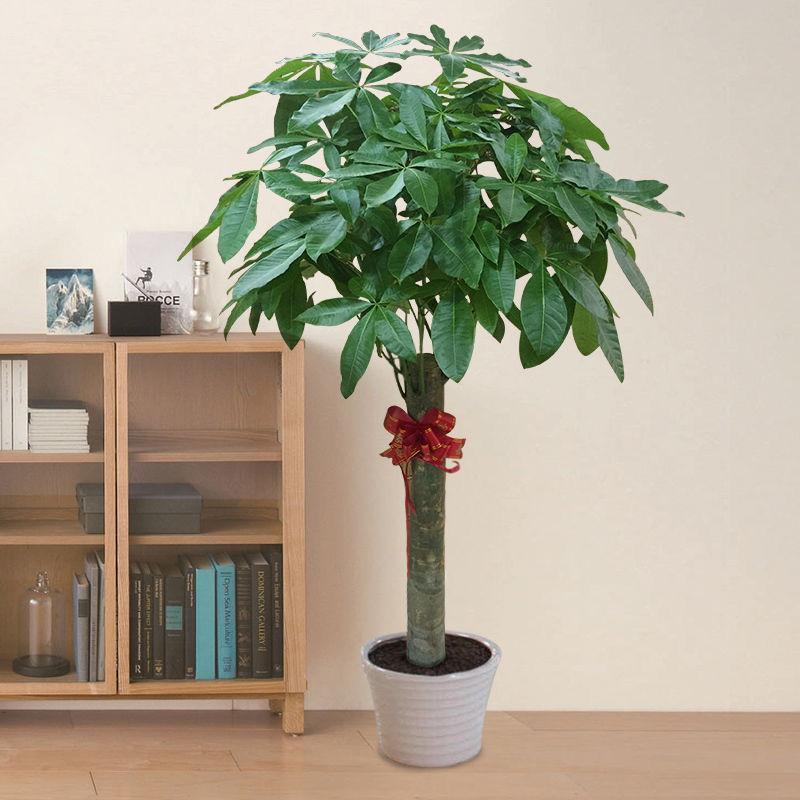 客廳適合擺放綠植_客廳綠植適合放家里嗎_家里客廳適合放什么綠植