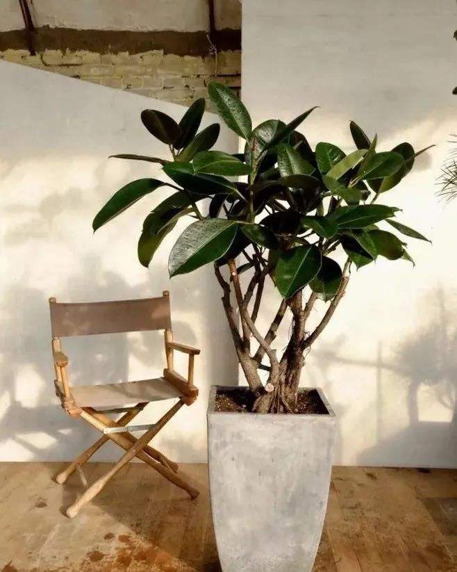 家里客廳適合放什么綠植_客廳綠植適合放家里嗎_客廳適合擺放綠植