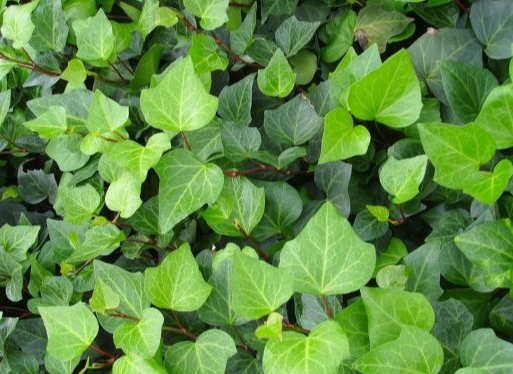 書房養(yǎng)適合花草嗎_適合書房養(yǎng)的花_書房適合養(yǎng)的花