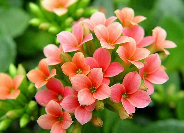 適合書房養(yǎng)的花_書房適合養(yǎng)的花_書房養(yǎng)適合花草嗎