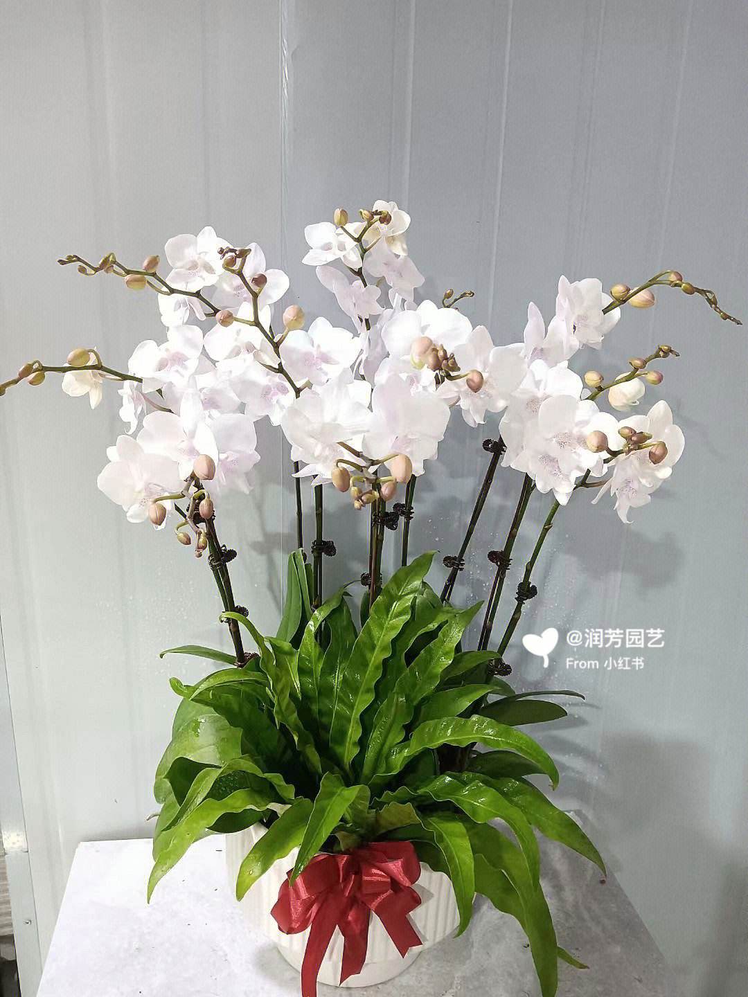 養(yǎng)室外室內(nèi)蝴蝶蘭好嗎_養(yǎng)室外室內(nèi)蝴蝶蘭好不好_蝴蝶蘭室內(nèi)養(yǎng)還是室外養(yǎng)