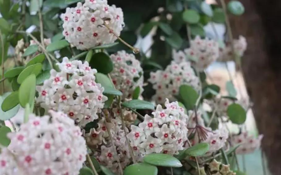 陽臺四季開花種植推薦_陽臺四季開花好養(yǎng)花卉推薦_適合陽臺一年四季開花