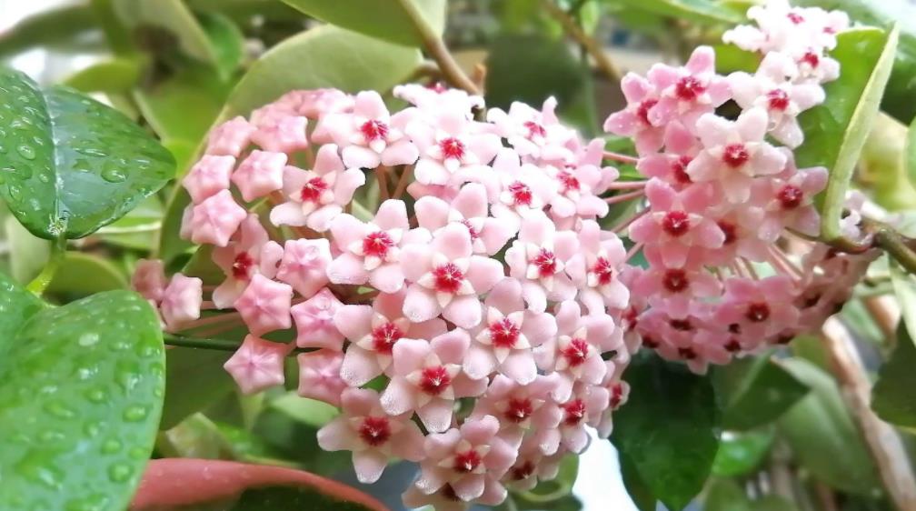 陽臺四季開花好養(yǎng)花卉推薦_適合陽臺一年四季開花_陽臺四季開花種植推薦