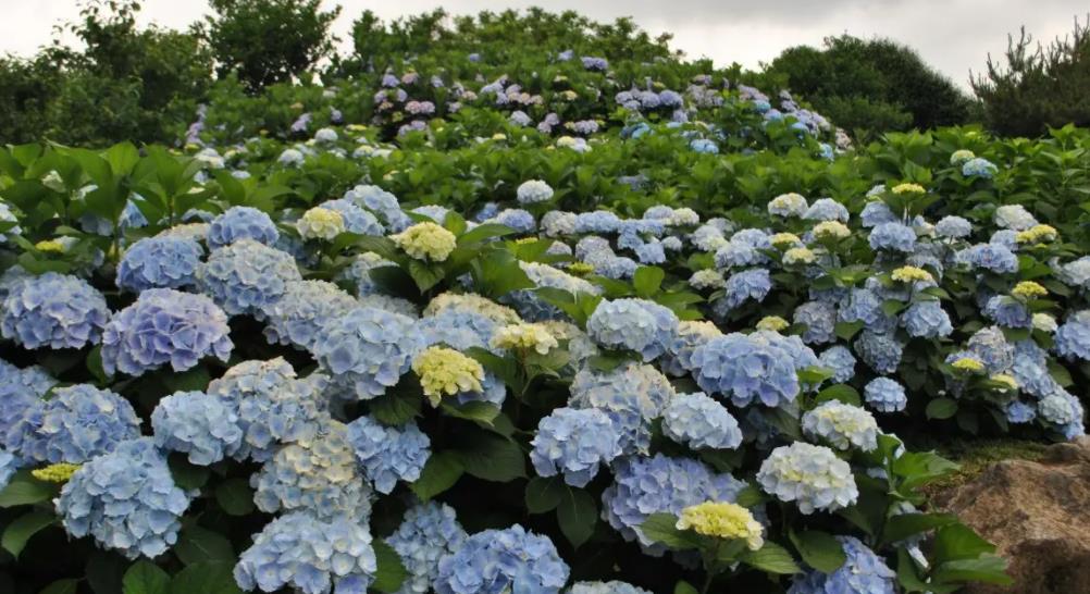 適合陽臺一年四季開花_陽臺四季開花種植推薦_陽臺四季開花好養(yǎng)花卉推薦