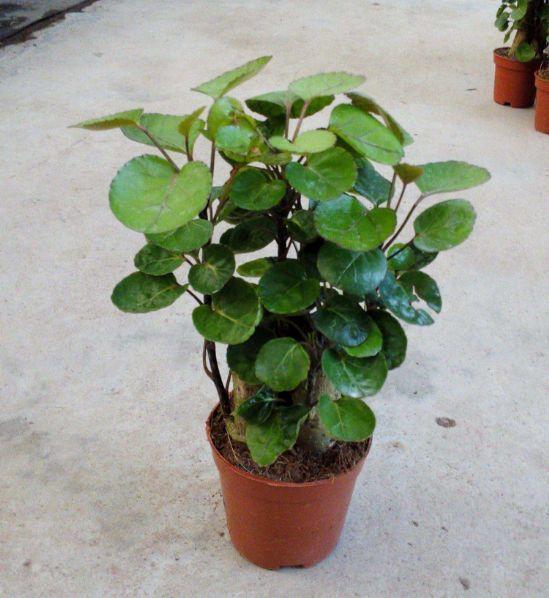 送花喬遷的話_喬遷送花的祝福語_喬遷之喜送花的寓意