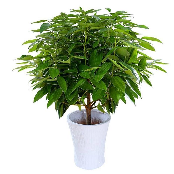 喬遷之喜送花的寓意_送花喬遷的話_喬遷送花的祝福語