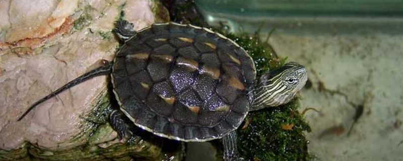 <strong>花龜是如何過冬的，花龜怎么養(yǎng)</strong>