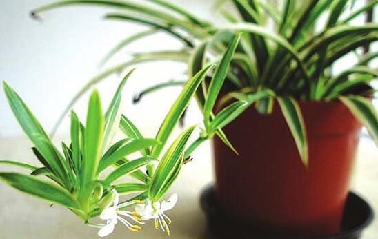 家里客廳養(yǎng)什么花最好，能旺客廳風(fēng)水的十種花卉