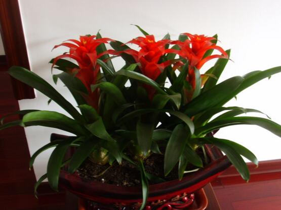 適合家中養(yǎng)的綠植_家中養(yǎng)綠植適合養(yǎng)什么花_家里養(yǎng)綠植養(yǎng)什么好