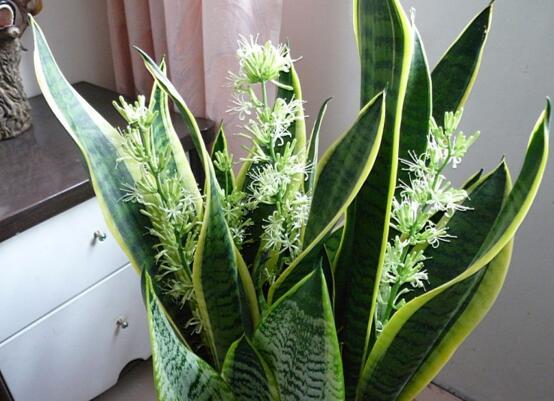 家中養(yǎng)綠植適合養(yǎng)什么花_家里養(yǎng)綠植養(yǎng)什么好_適合家中養(yǎng)的綠植