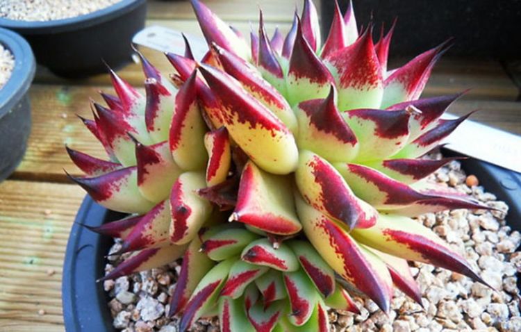 多肉植物養(yǎng)護(hù)系列一一烏木的養(yǎng)護(hù)技巧