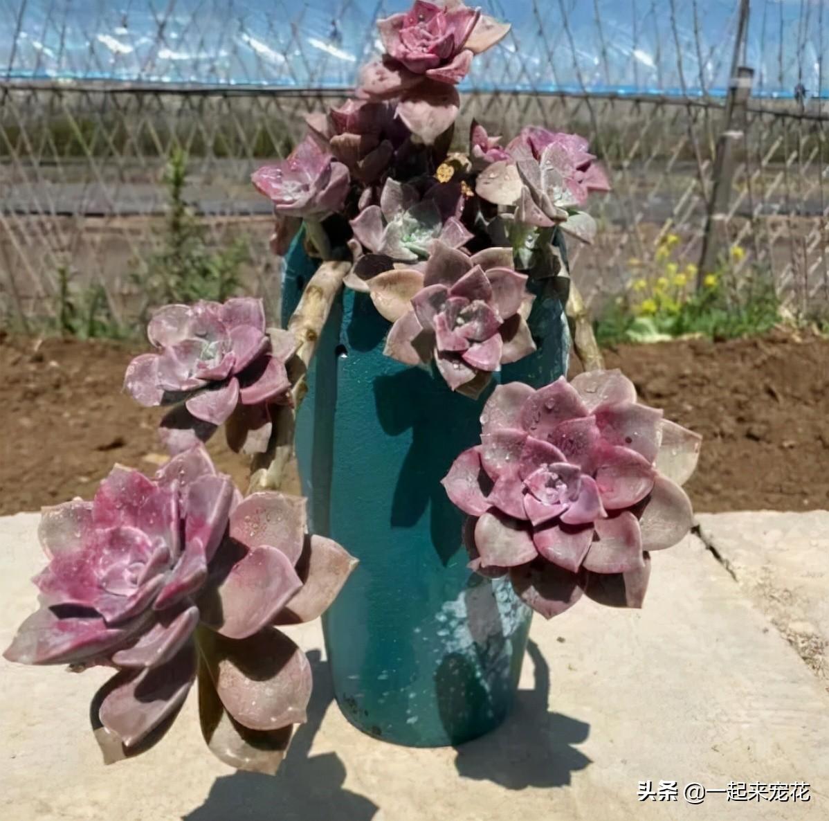 戀曲多肉好養(yǎng)嗎_海琳娜多肉好養(yǎng)嗎_菲歐娜多肉好養(yǎng)嗎