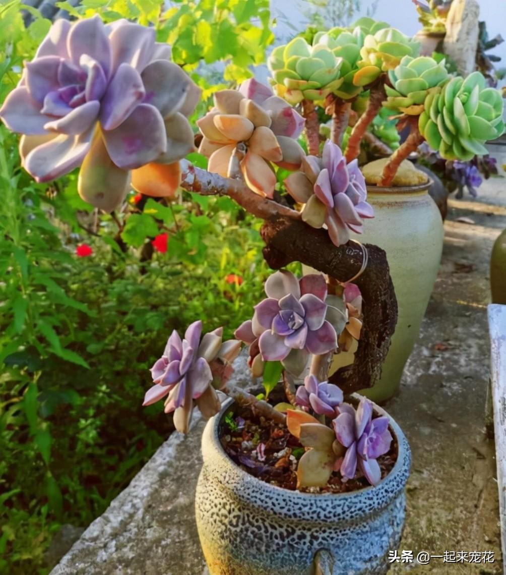 海琳娜多肉好養(yǎng)嗎_戀曲多肉好養(yǎng)嗎_菲歐娜多肉好養(yǎng)嗎