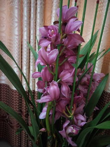 生日送什么顏色的玫瑰花_生日送什么顏色的花好_生日送什么顏色的花比較好